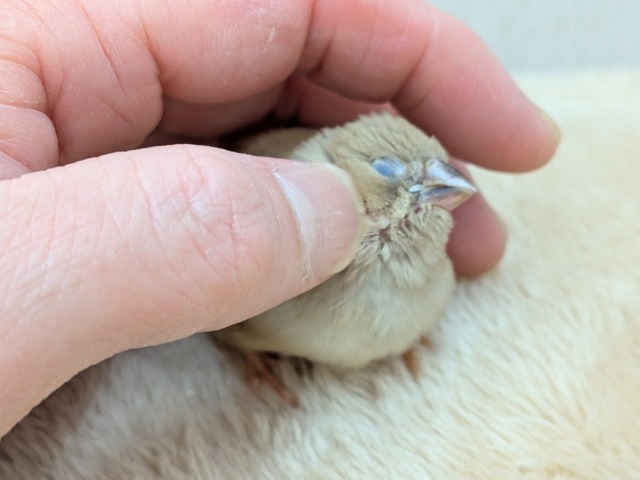 錦花鳥（キンカチョウ）