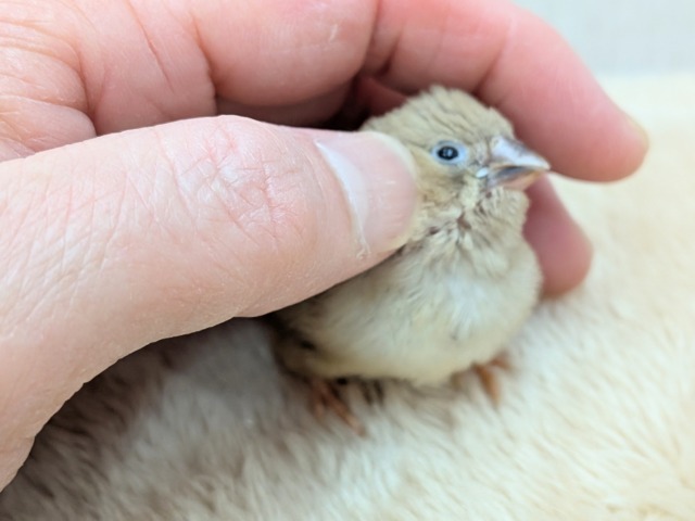 錦花鳥（キンカチョウ）