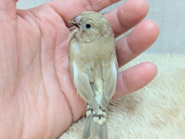 錦花鳥（キンカチョウ）