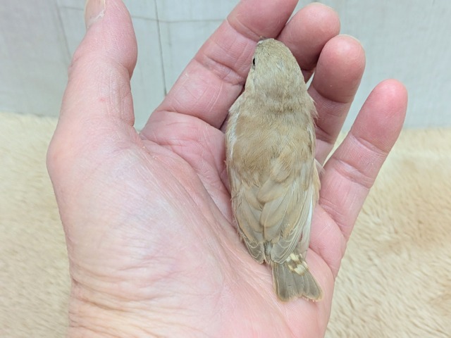 錦花鳥（キンカチョウ）