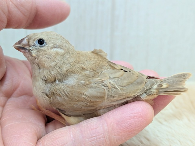 錦花鳥（キンカチョウ）