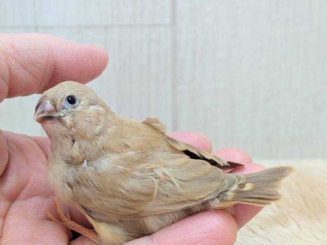 錦花鳥（キンカチョウ）