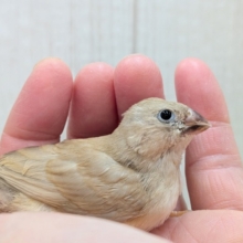 大人気！きな粉餅カラー✨キンカ鳥ヒナさんフォーン