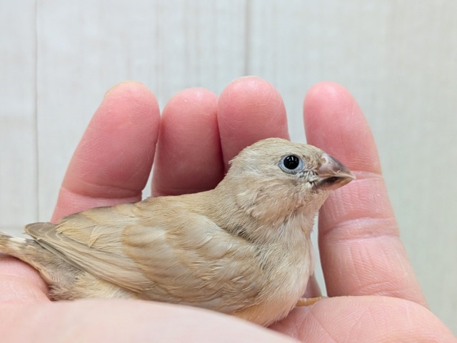 大人気！きな粉餅カラー✨キンカ鳥ヒナさんフォーン