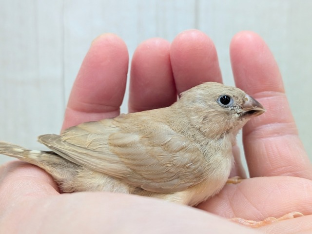 錦花鳥（キンカチョウ）