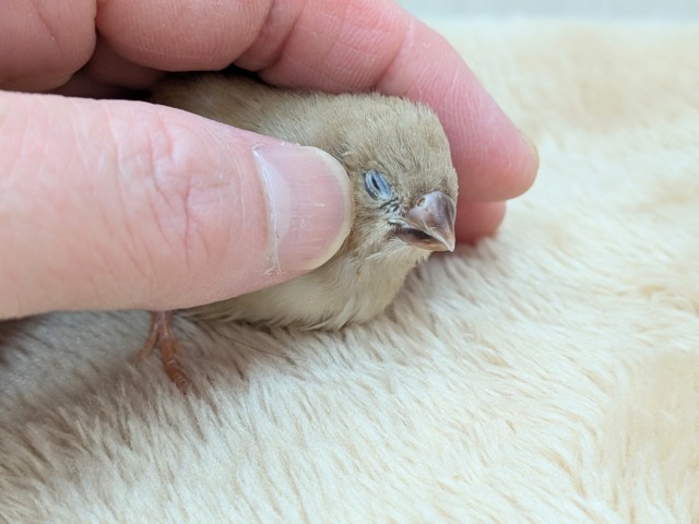 錦花鳥（キンカチョウ）