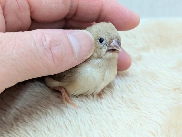 錦花鳥（キンカチョウ）