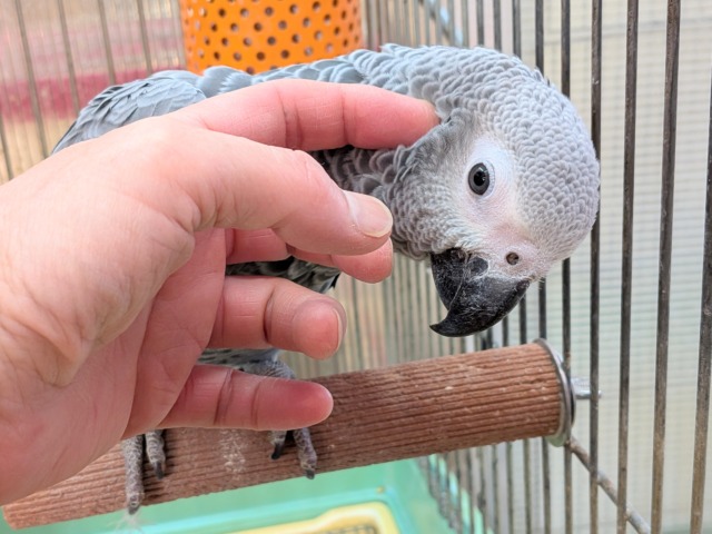 ヨウム
