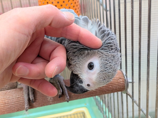 ヨウム