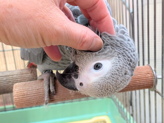 ヨウム