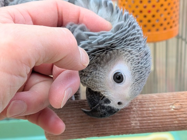 ヨウム