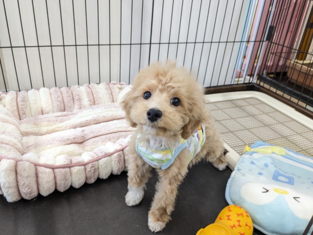 マルプー
