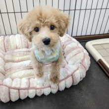 最新画像更新☆テンションあげあげ～✨　ハーフ犬（トイプードル×マルチーズ）の男のコ　2026/4/22撮影