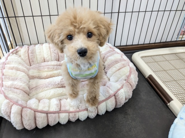 最新画像更新☆テンションあげあげ～✨　ハーフ犬（トイプードル×マルチーズ）の男のコ　2026/4/22撮影