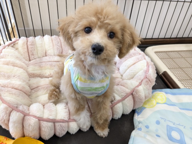 マルプー