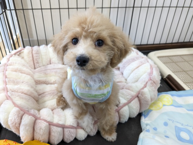 マルプー