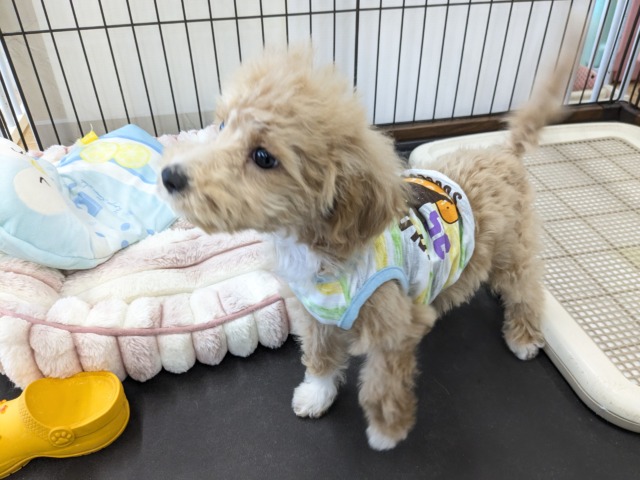 マルプー
