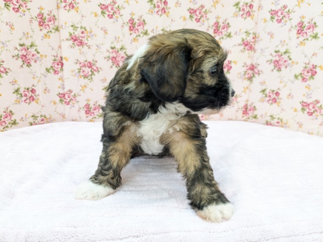 チャイニーズ・クレステッド・ドッグ