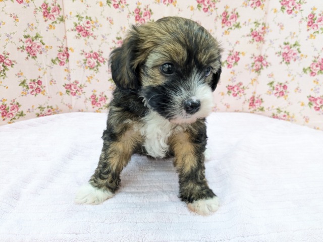 チャイニーズ・クレステッド・ドッグ