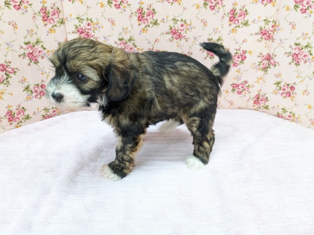 チャイニーズ・クレステッド・ドッグ