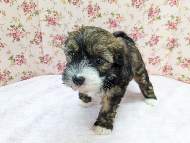 チャイニーズ・クレステッド・ドッグ