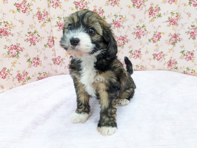 チャイニーズ・クレステッド・ドッグ