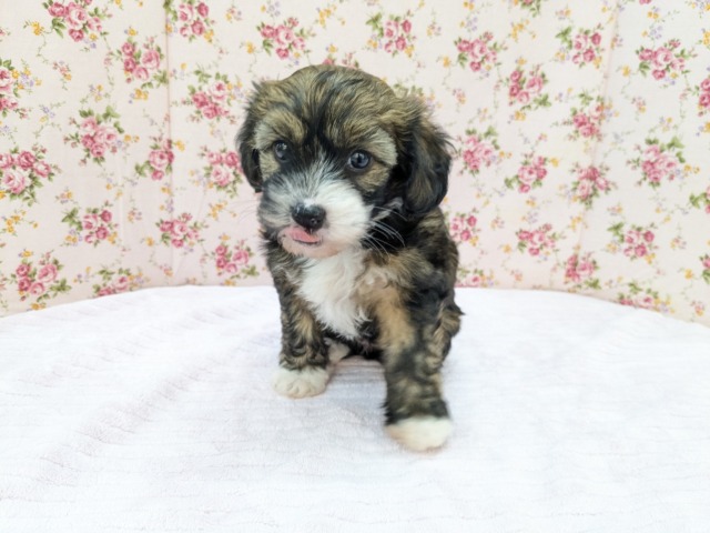 チャイニーズ・クレステッド・ドッグ