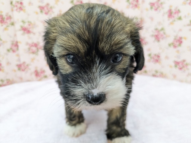 チャイニーズ・クレステッド・ドッグ