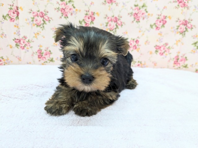 ヨークシャテリア