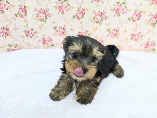 ヨークシャテリア