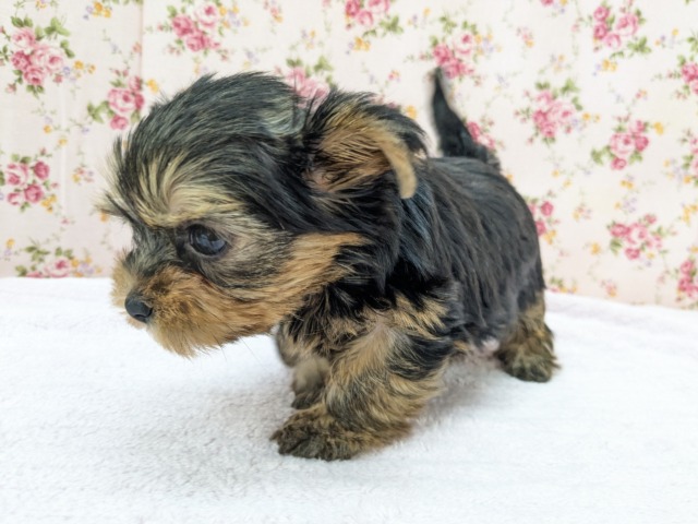 ヨークシャテリア