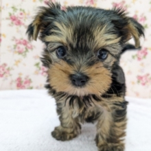 陽気なヨーキー来たYO～✨　ヨークシャテリアの女のコ　2026/4/24撮影