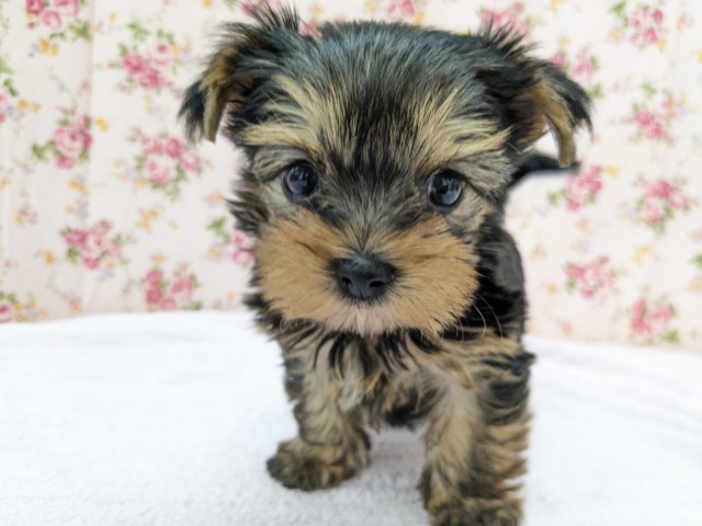 陽気なヨーキー来たYO～✨　ヨークシャテリアの女のコ　2026/4/24撮影