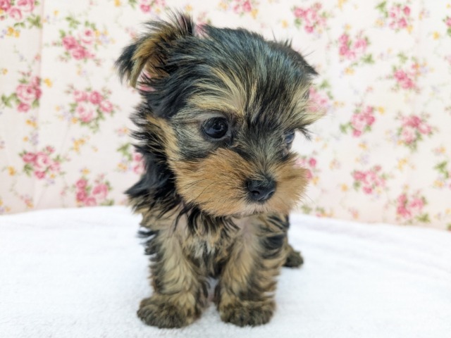 ヨークシャテリア