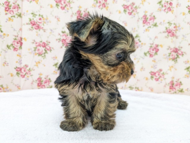 ヨークシャテリア