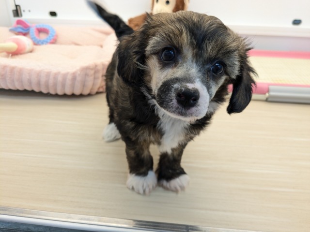 チャイニーズ・クレステッド・ドッグ