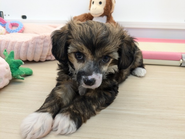 チャイニーズ・クレステッド・ドッグ