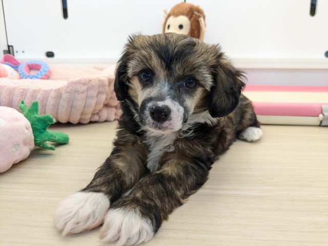 元気ハツラツ🌞　チャイニーズ・クレステッド・ドッグの女のコ　2026/4/24撮影