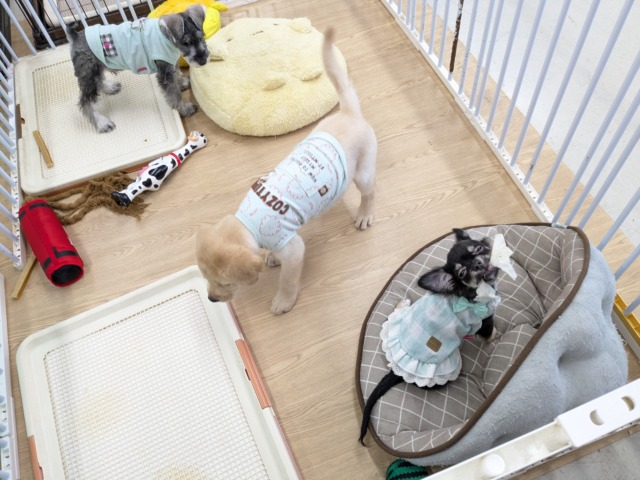 ラブラドール