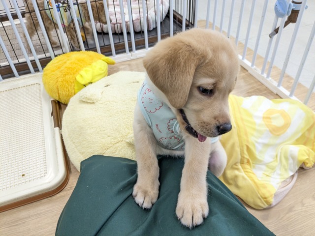 ラブラドール