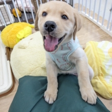 最新画像更新☆ホックホクだよっ🌟　ラブラドールレトリバーの男のコ　2026/4/22撮影