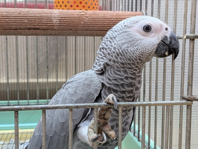 ヨウム