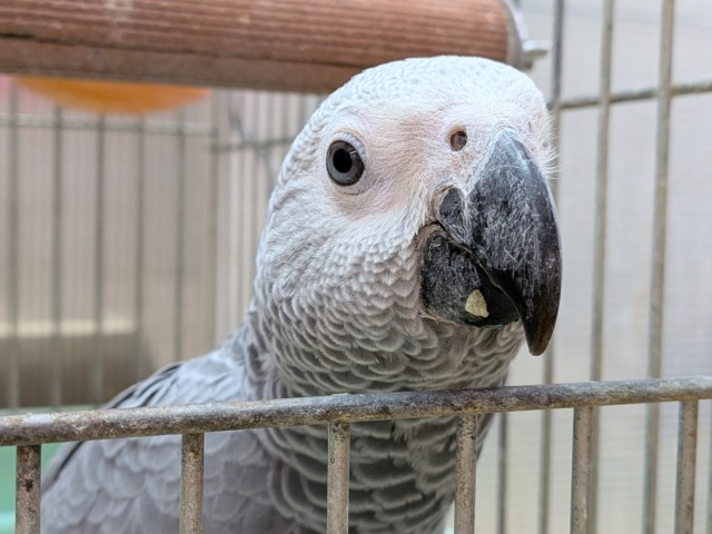 ヨウム