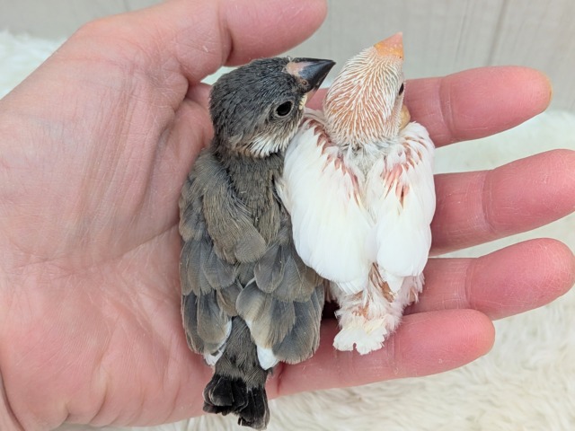 オセロカラー⚫️⚪️文鳥ヒナさん達が来ました〜 白文鳥、桜文鳥