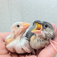 オセロカラー⚫️⚪️文鳥ヒナさん達が来ました〜