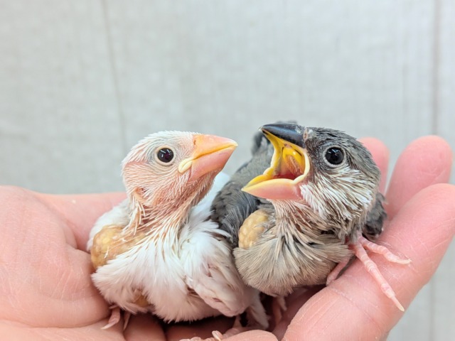 オセロカラー⚫️⚪️文鳥ヒナさん達が来ました〜