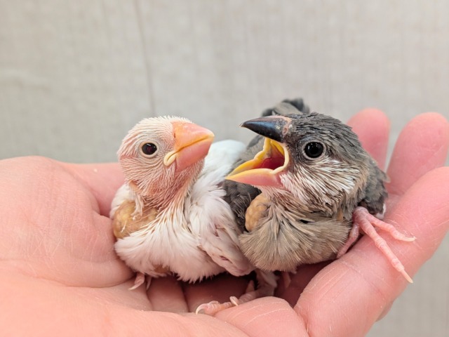オセロカラー⚫️⚪️文鳥ヒナさん達が来ました〜 白文鳥、桜文鳥