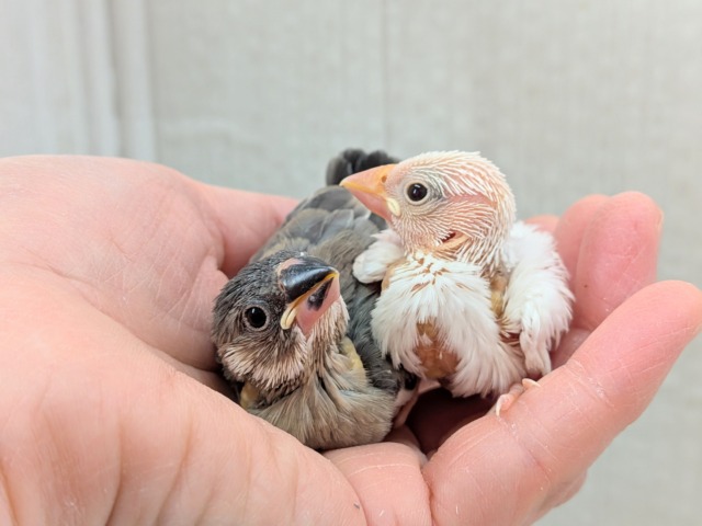 オセロカラー⚫️⚪️文鳥ヒナさん達が来ました〜 白文鳥、桜文鳥