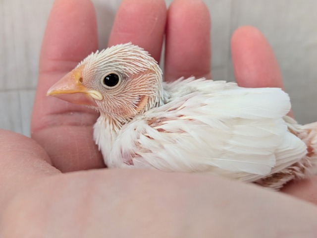 オセロカラー⚫️⚪️文鳥ヒナさん達が来ました〜 白文鳥、桜文鳥