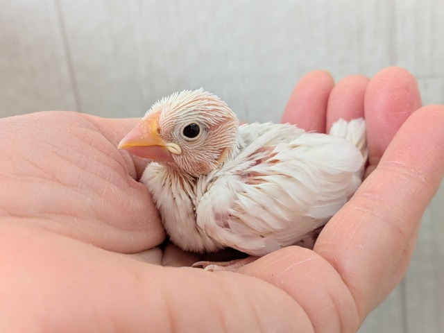 オセロカラー⚫️⚪️文鳥ヒナさん達が来ました〜 白文鳥、桜文鳥
